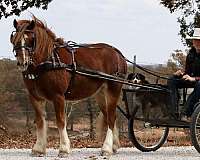 kid-safe-gypsy-vanner-pony