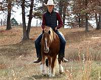 parade-gypsy-vanner-pony