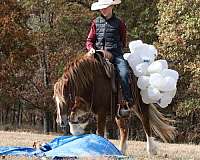 show-gypsy-vanner-pony