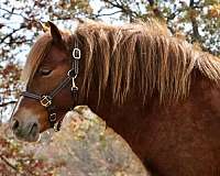 trail-riding-gypsy-vanner-pony