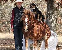 sorrel-gypsy-vanner-gelding