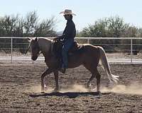 barrel-racing-quarter-pony