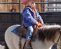 buckskin-pony-gelding