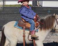 buckskin-all-around-pony