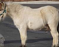 buckskin-athletic-pony