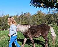 school-trail-pony