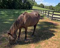 champagne-pony-welsh-pony