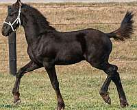 black-friesian-quarter-horse-colt-stallion