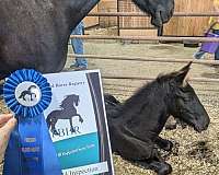 imperial-friesian-horse