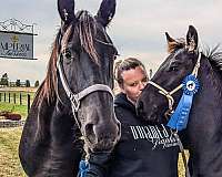 reign-friesian-horse