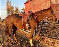 all-around-thoroughbred-horse