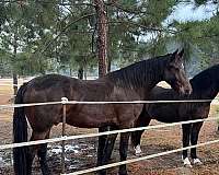 athletic-friesian-horse