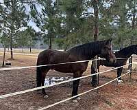 all-around-friesian-horse