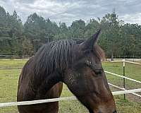 classical-friesian-horse