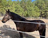 companion-friesian-horse