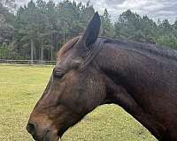 cross-friesian-horse