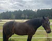 dressage-friesian-horse