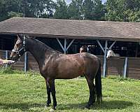 driving-friesian-horse