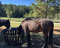 endurance-friesian-horse