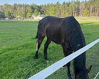 english-pleasure-friesian-horse