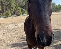 eventing-friesian-horse