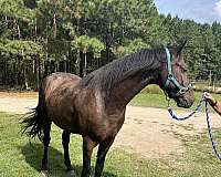 equitation-friesian-horse