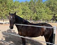 flashy-friesian-horse