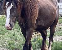 athletic-gypsy-vanner-horse