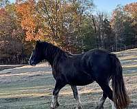 harness-gypsy-vanner-horse