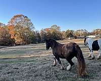 homozygous-black-gypsy-vanner-horse