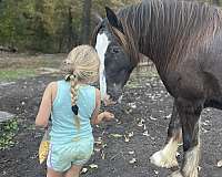 team-driving-gypsy-vanner-horse