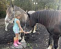 black-gypsy-vanner-mare