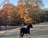 black-athletic-horse