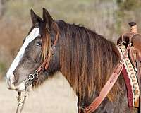 black-harness-horse