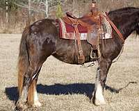 black-started-under-saddle-horse