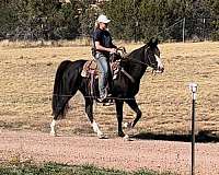 smart-spotted-saddle-horse