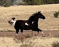 anything-tennessee-walking-pony