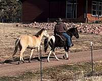 bred-to-tennessee-walking-pony