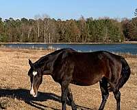 advanced-beginner-morgan-horse