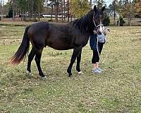 all-ages-morgan-horse