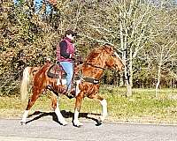 trick-horse-spotted-saddle