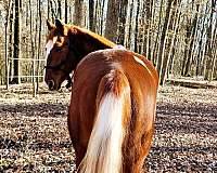 western-ridin-spotted-saddle-horse