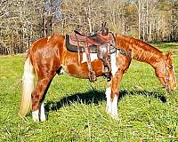 tobiano-see-pictures-horse