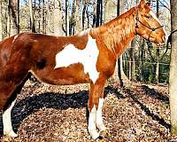 gaited-horse-spotted-saddle