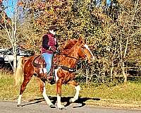 trail-gaited-horse-spotted-saddle