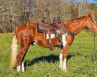 family-horse-spotted-saddle