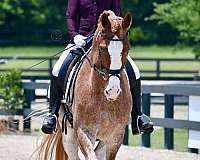 dressage-jumper-dutch-warmblood-warmblood-horse