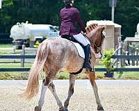 red-roan-roan-dressage-jumper-horse