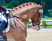 red-roan-roan-dutch-warmblood-warmblood-gelding