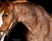 red-roan-roan-kwpn-horse